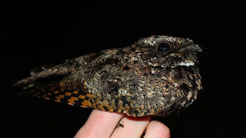 Common_Poorwill