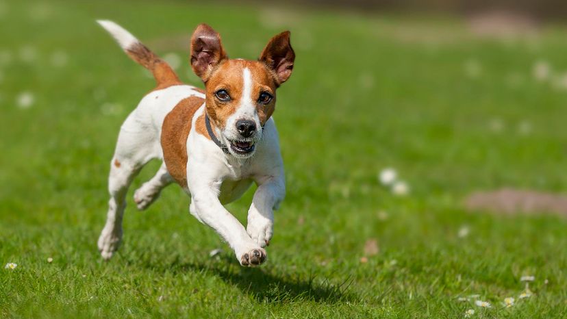 Jack Russell terrier