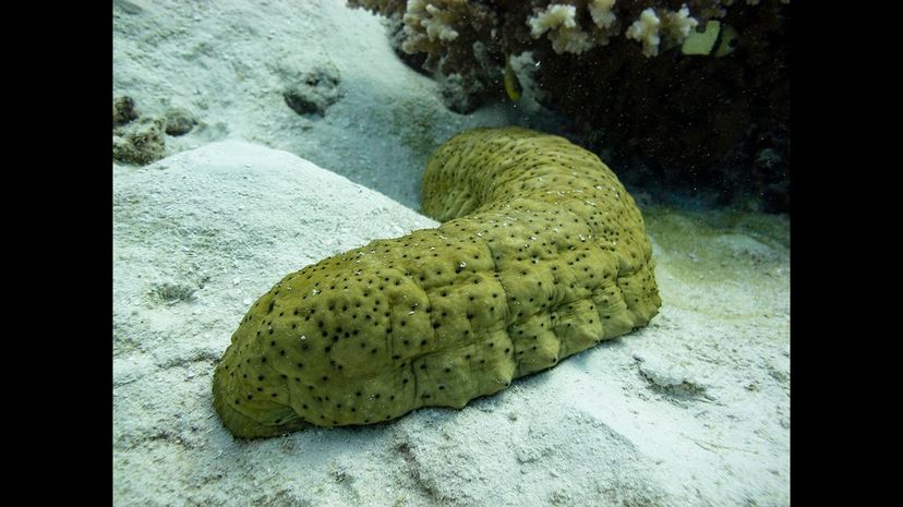 Sea cucumber