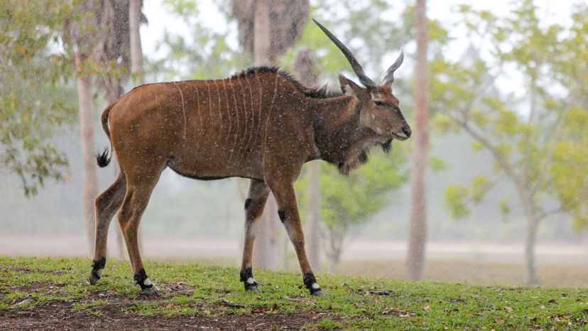 Giant eland