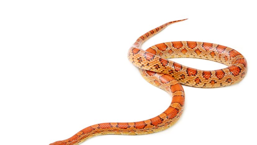 Corn Snake