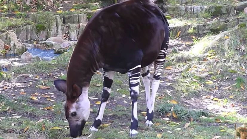 striped okapi