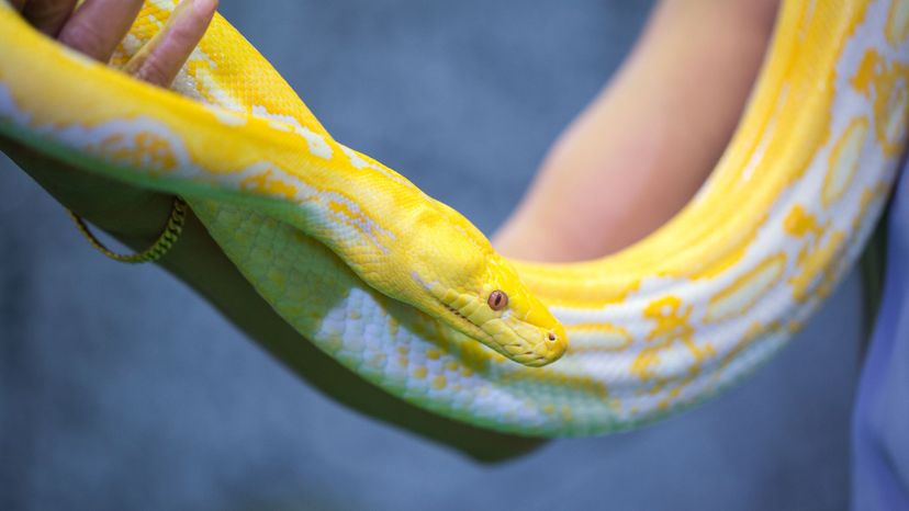 How Obsessed Are You With Snakes?