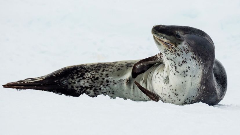 Leopard Seal