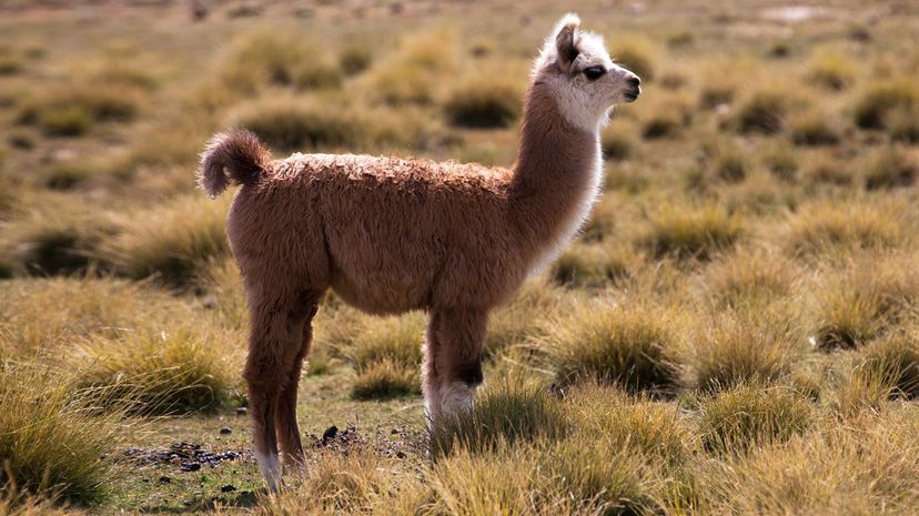 Alpaca