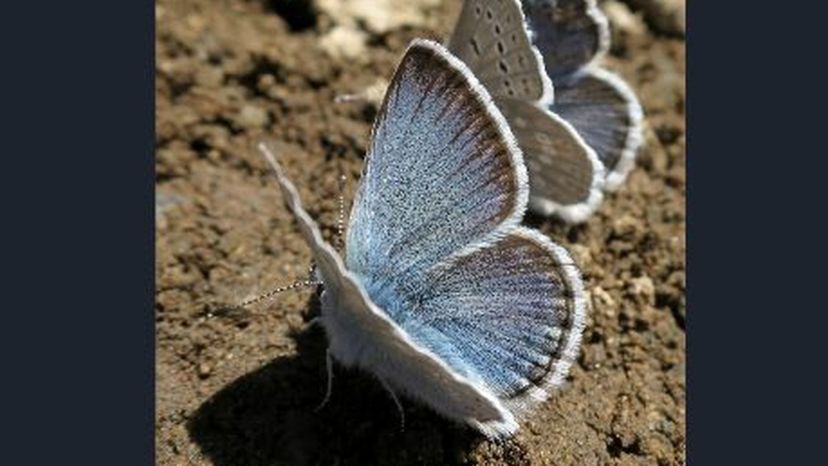 Boisduval's Blue