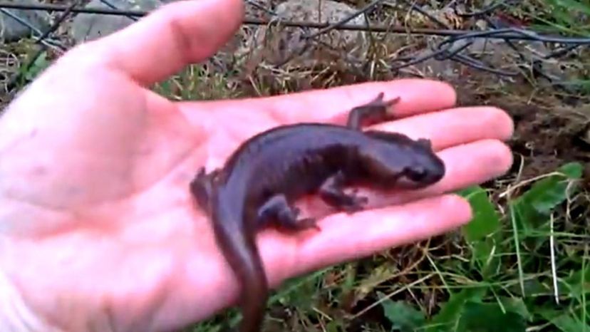 Mole Salamander