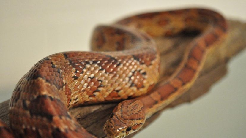 Corn Snake