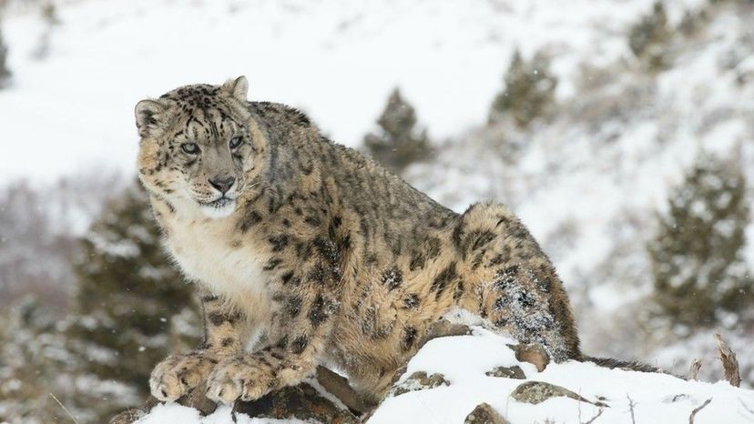 Snow Leopard