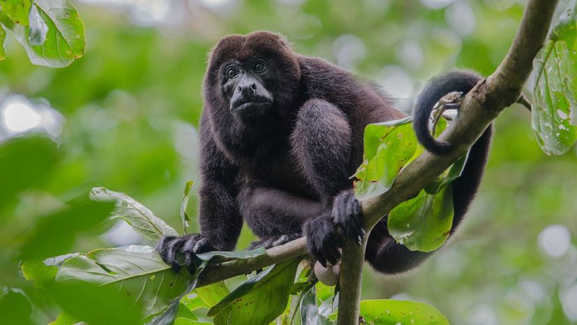 Wild Monkey On Top Of A Tree, Holding On Branches. Primate Macaco