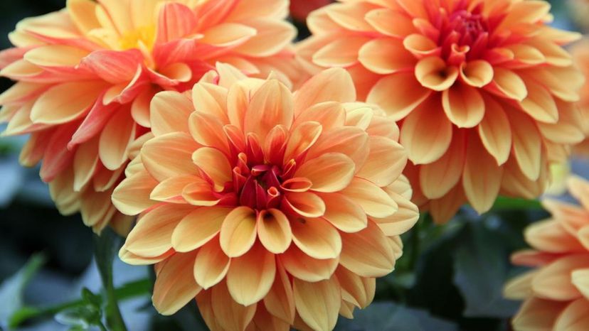 Dahlia Hero