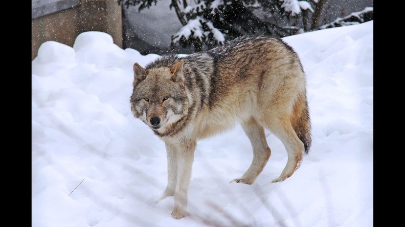 #35 Arctic Wolf