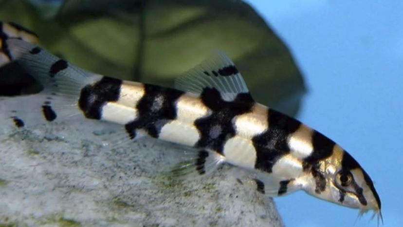 Panda loach