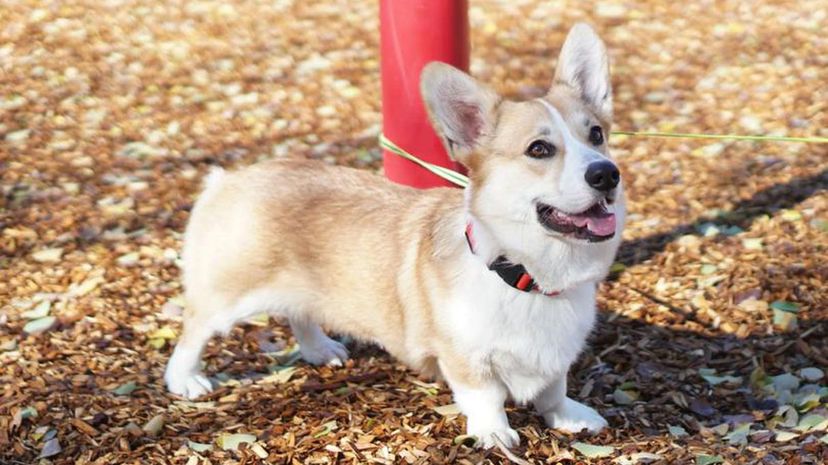 Corgi