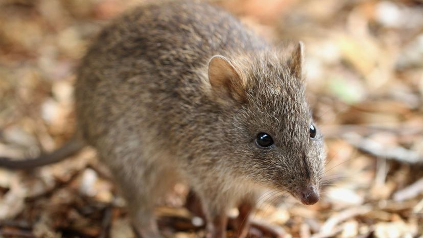 Long-nosed bandicoot