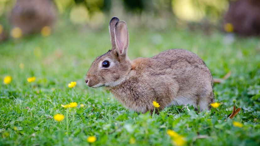 Rabbit in field of grass