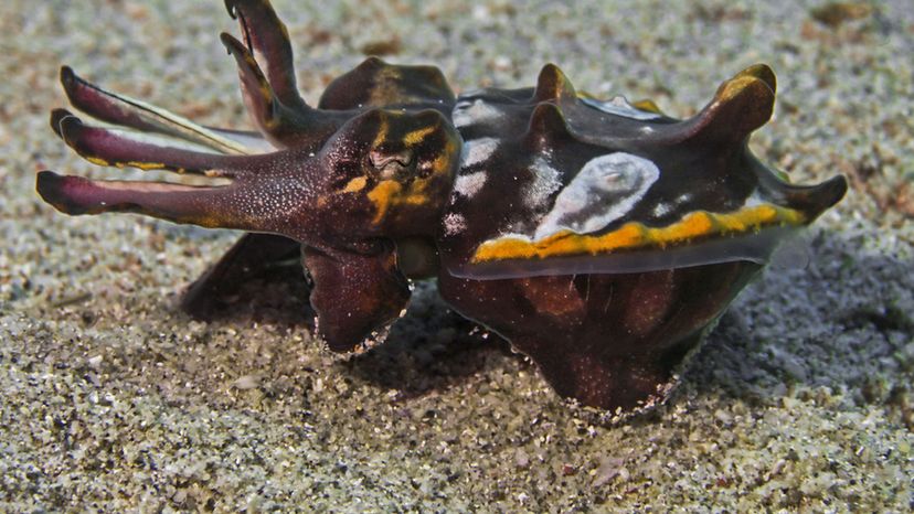 Pfeffer's flamboyant cuttlefish