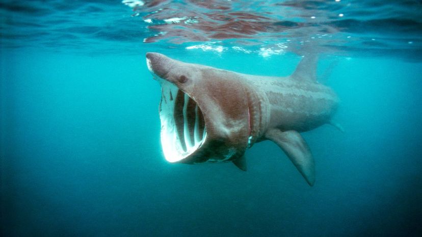 Basking shark