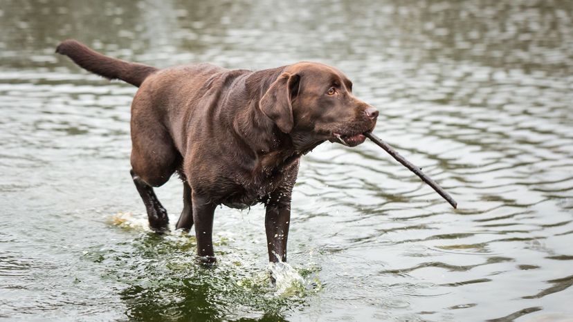 20 Labrador Retriever GettyImages-1079603976