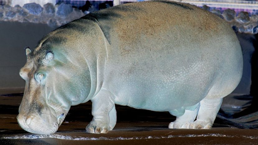 Hippopotamus