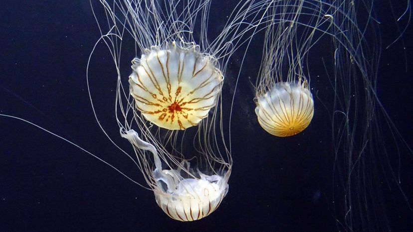 Jellyfish Do You Know Which Phylum These Animals Belong To 38