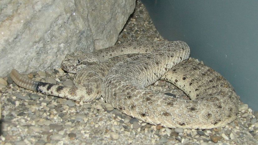 Desert Sidewinder Snake