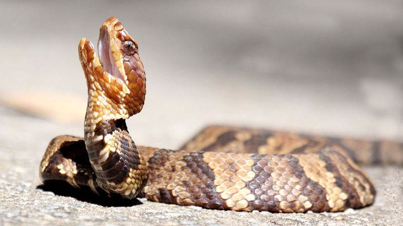 23 Cottonmouth snake sunning itself