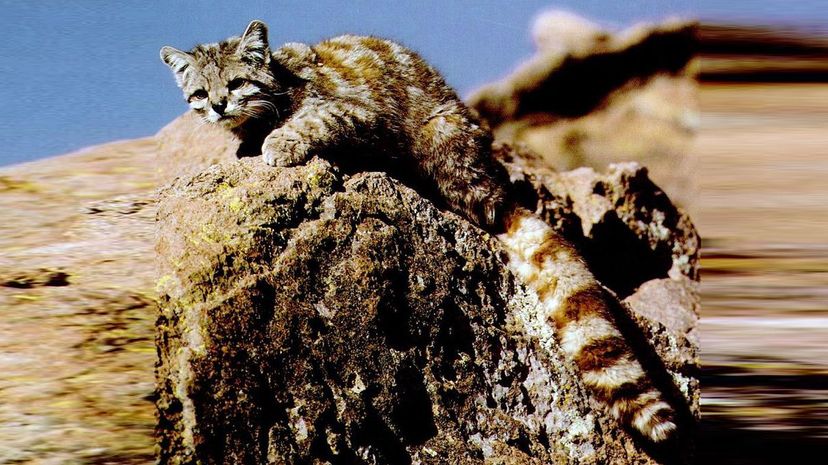 Andean Mountain Cat