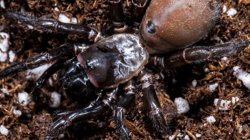 California Trapdoor Spider