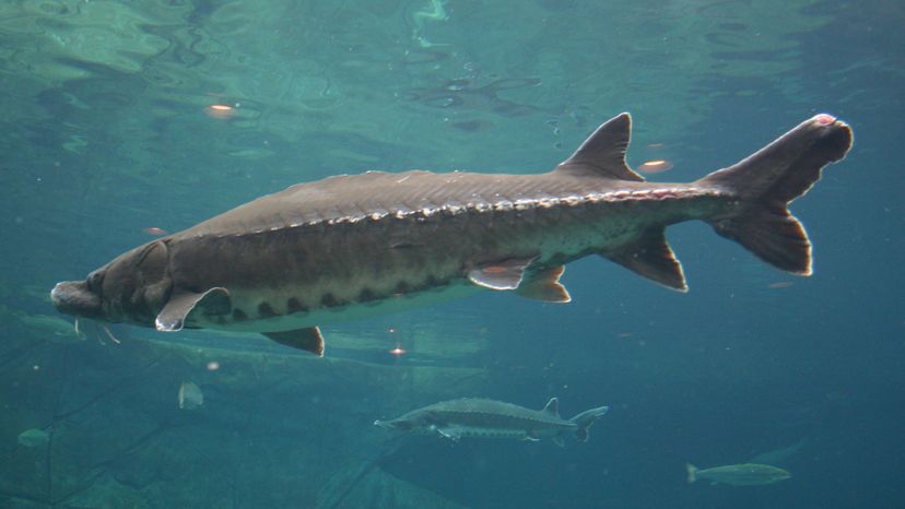 Atlantic sturgeon