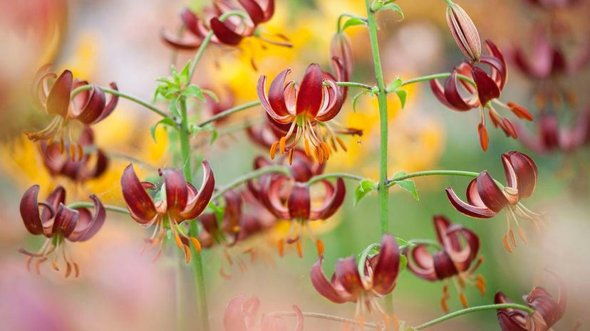 Lilium martagon