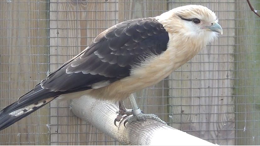 Yellow-Headed Caracara