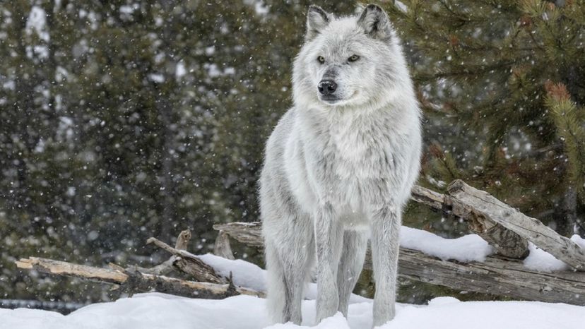 Can You Name All of These Animals That Are Native to North America?