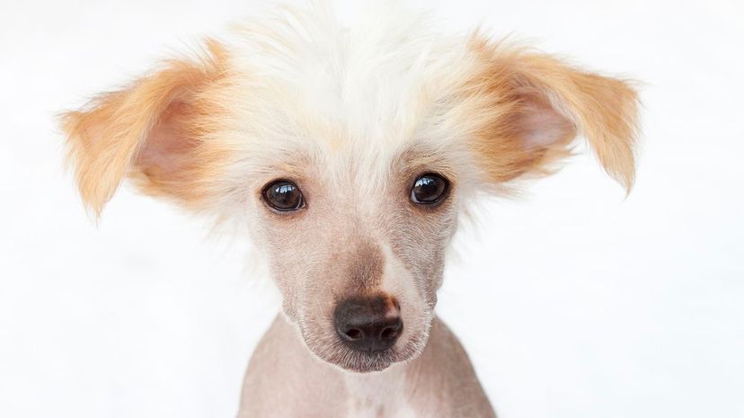 23 Chinese Crested puppy