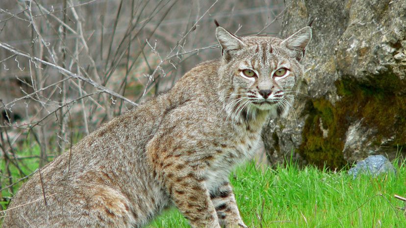 Bobcat