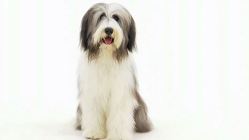 Bearded Collie