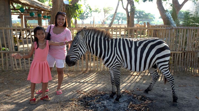 Pet zebra