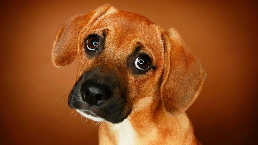 Which dog breed hot sale suits your personality