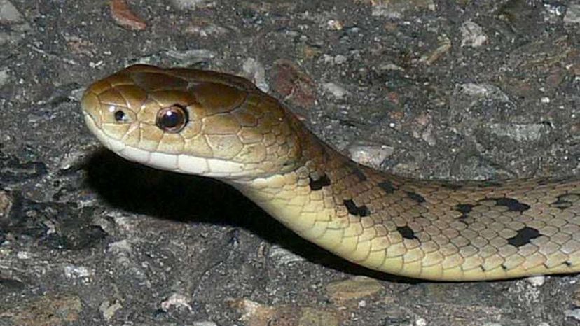 Este quiz de identificação de cobras venenosas é realmente difícil