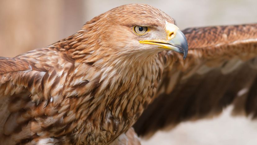 Golden eagle close-up
