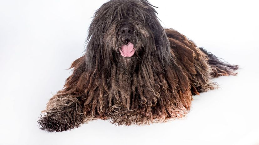 Bergamasco Shepherd