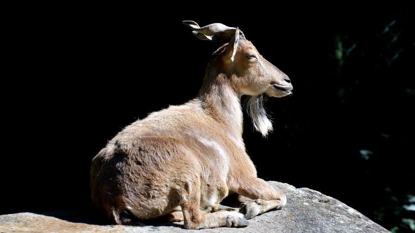 Markhor