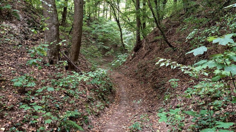 Loess on Mountain Trail