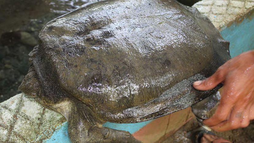 Cantor's giant soft-shelled turtle