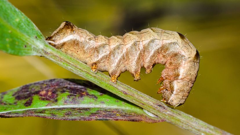 cutworm