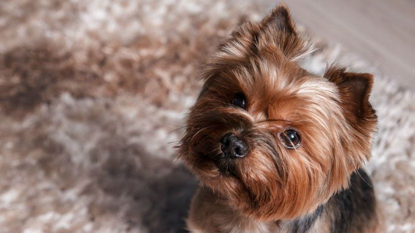 Find Out Which Small Dog Breed Is Perfect for You!