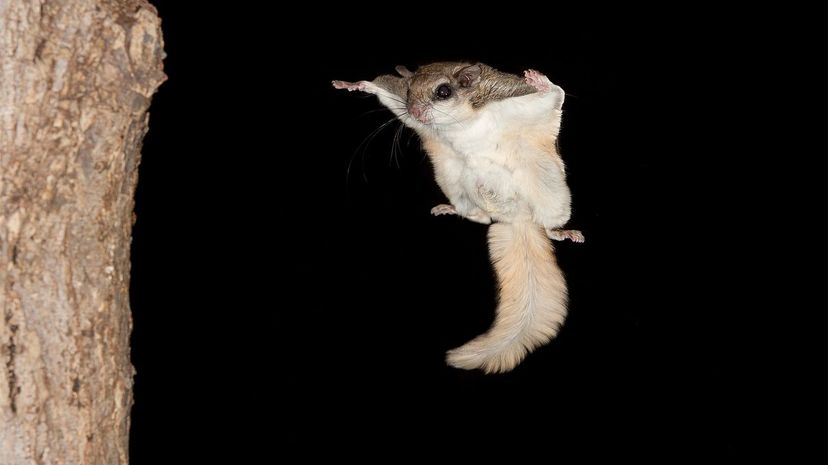 Flying squirrel