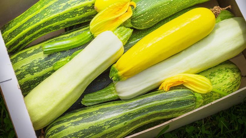 Summer Squash