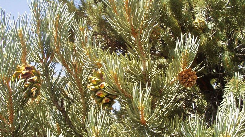 Pinyon pine