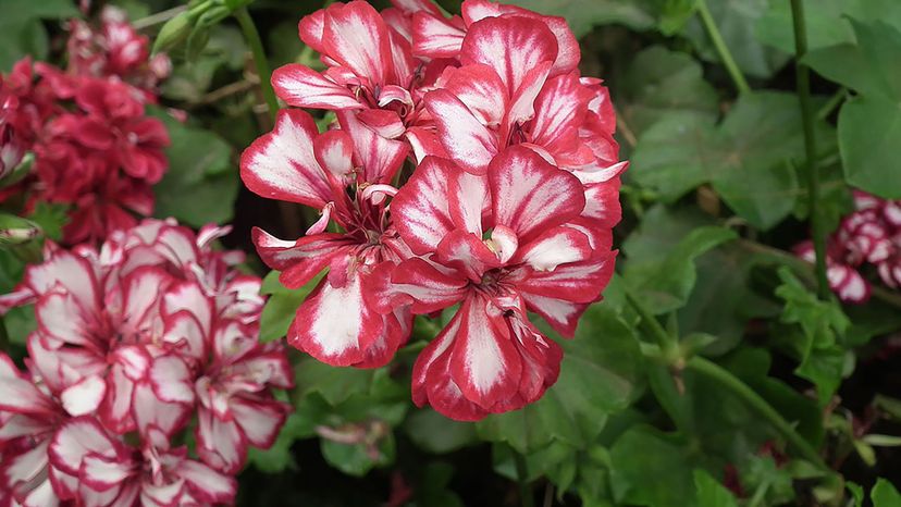 Geranium